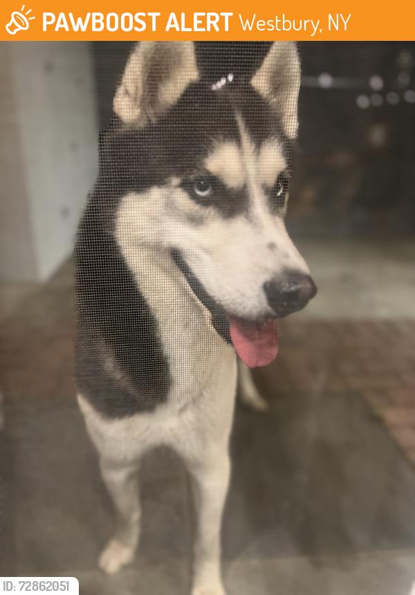 Found/Stray Male Dog last seen Grand boulevard , Westbury, NY 11590