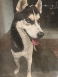 Found/Stray Male Dog last seen Grand boulevard , Westbury, NY 11590