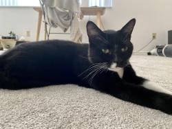 Lost Male Cat last seen Temple Trail and Howell Branch, Winter Park, FL 32789