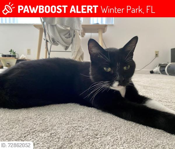 Lost Male Cat last seen Temple Trail and Howell Branch, Winter Park, FL 32789