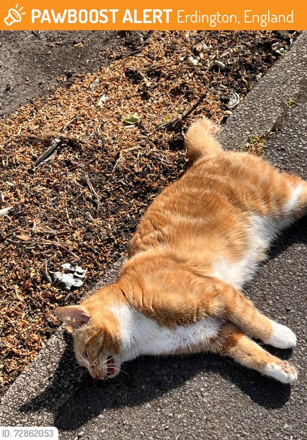 Found/Stray Unknown Cat last seen Gravelly hill , Erdington, England 