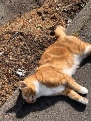 Found/Stray Unknown Cat last seen Gravelly hill , Erdington, England 