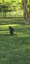 Lost Male Cat last seen Coliseum blvd, Montgomery, AL 36109