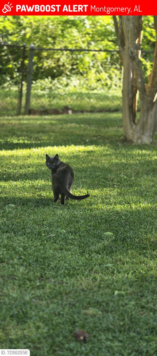 Lost Male Cat last seen Coliseum blvd, Montgomery, AL 36109