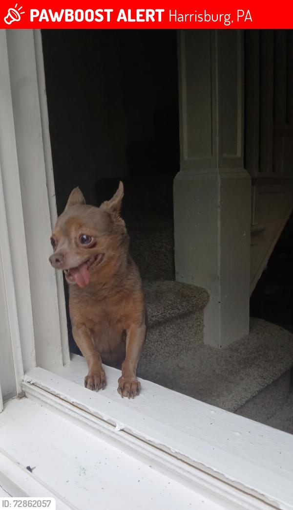 Lost Female Dog last seen Zarker st and 18th st, Harrisburg, PA 17103