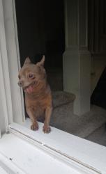 Lost Female Dog last seen Zarker st and 18th st, Harrisburg, PA 17103