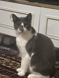Lost Male Cat last seen Medivet North Harrow, Greater London, England HA1 4HN