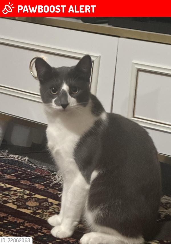 Lost Male Cat last seen Medivet North Harrow, Greater London, England HA1 4HN