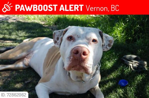 Lost Male Dog last seen Vernon spca, Vernon, BC 