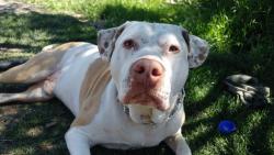 Lost Male Dog last seen Vernon spca, Vernon, BC 