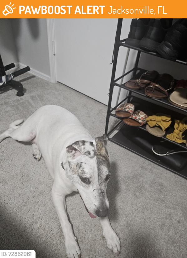 Found/Stray Female Dog last seen Elliot Baymeadows , Jacksonville, FL 32256
