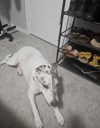 Found/Stray Female Dog last seen Elliot Baymeadows , Jacksonville, FL 32256