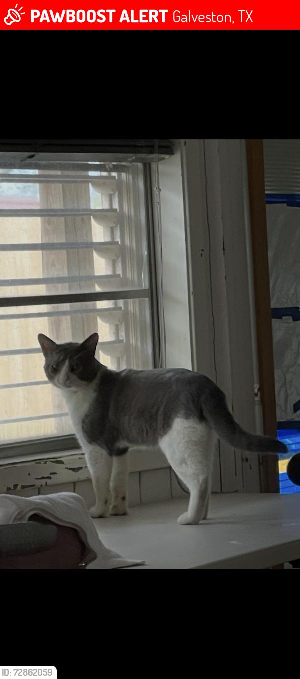 Lost Male Cat last seen 43rd street and Ave u, Galveston, TX 77550