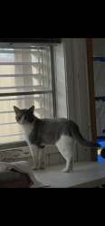 Lost Male Cat last seen 43rd street and Ave u, Galveston, TX 77550