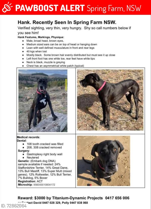 Lost Male Dog last seen WoolworthsSpring Farm, Spring Farm, NSW 2570