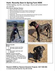 Lost Male Dog last seen WoolworthsSpring Farm, Spring Farm, NSW 2570