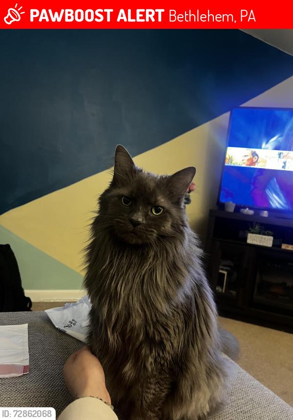 Lost Male Cat last seen Aaron and Philip , Bethlehem, PA 18015
