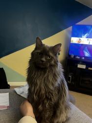 Lost Male Cat last seen Aaron and Philip , Bethlehem, PA 18015