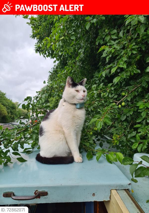 Lost Male Cat last seen Markfield Park, Greater London, England N15 6UL
