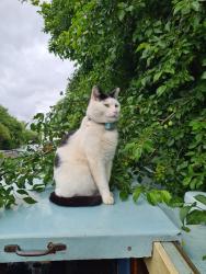 Lost Male Cat last seen Markfield Park, Greater London, England N15 6UL