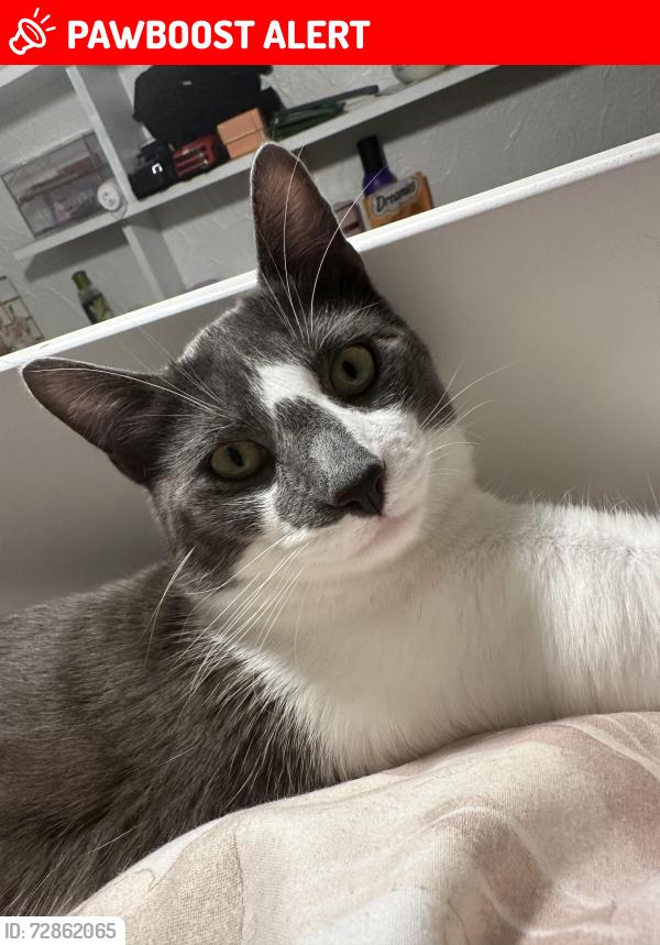 Lost Male Cat last seen North Harrow medivet Pinner road, Greater London, England HA1 4HN