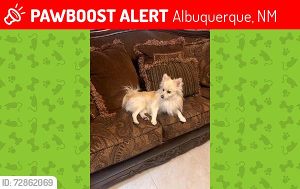 Lost Female Dog last seen Pennsylvania &constitution NE, Albuquerque, NM 87110