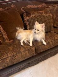 Lost Female Dog last seen Pennsylvania &constitution NE, Albuquerque, NM 87110