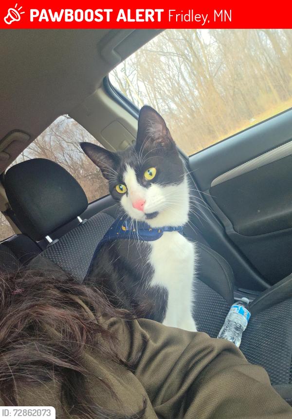 Lost Male Cat last seen Near 53rd Ave NE, Fridley, MN 55421, Fridley, MN 55421