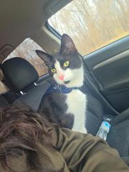 Lost Male Cat last seen Near 53rd Ave NE, Fridley, MN 55421, Fridley, MN 55421