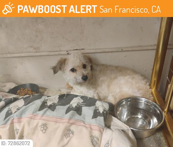Found/Stray Unknown Dog last seen McAllister and jones st, San Francisco, CA 94102