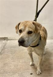 Shelter Stray Female Dog last seen Near BLOCK NE 10TH AVE, Doral, FL 33122