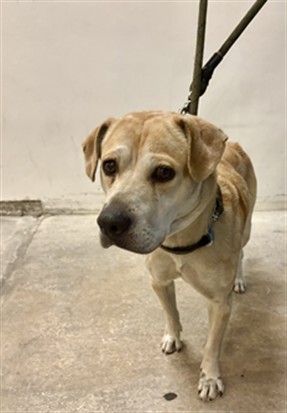 Shelter Stray Female Dog last seen Near BLOCK NE 10TH AVE, Doral, FL 33122