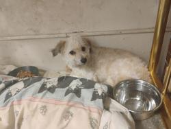 Found/Stray Unknown Dog last seen McAllister and jones st, San Francisco, CA 94102
