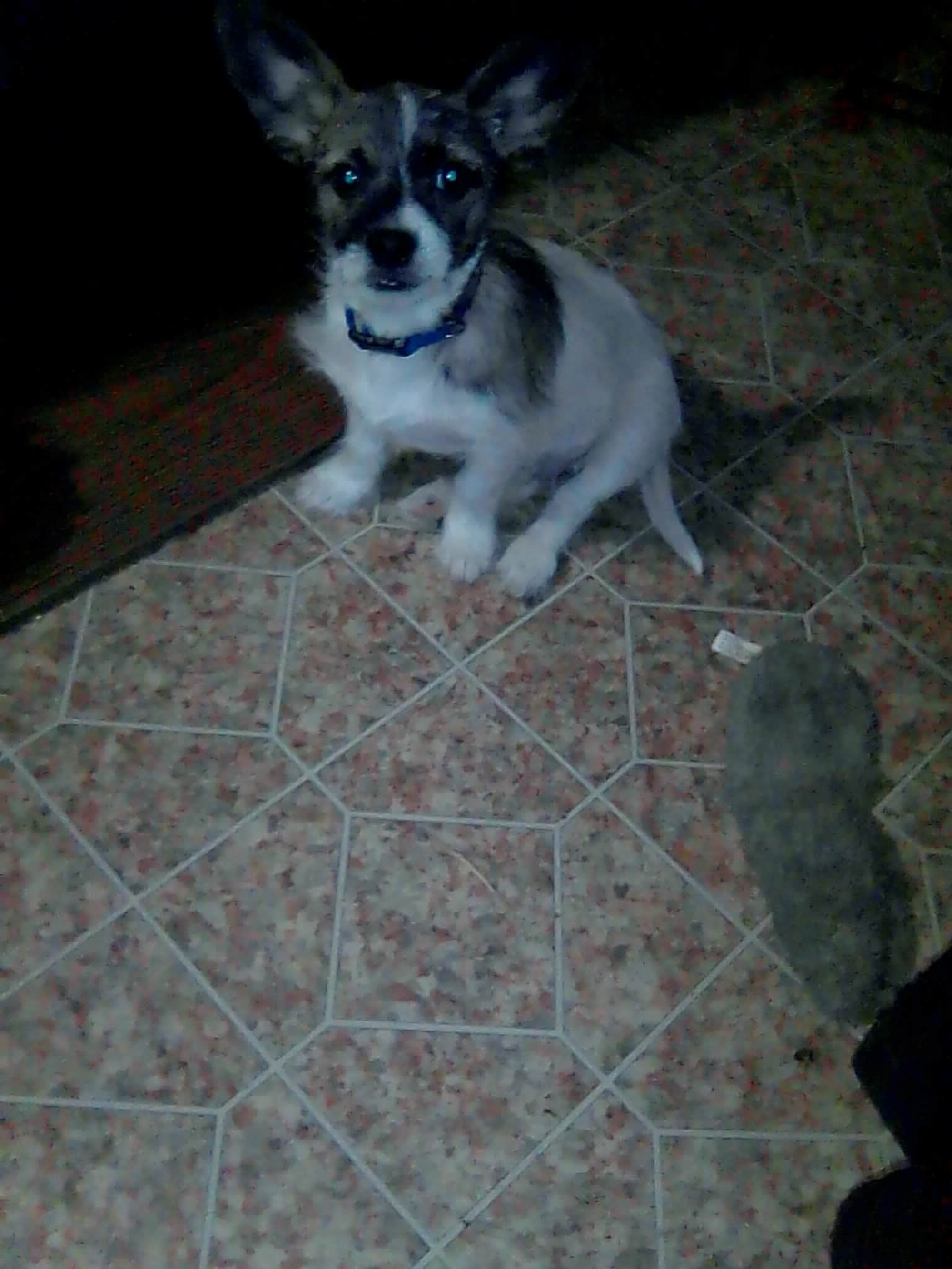 Lost Male Dog last seen Near Osborn Creek Rd, Strunk, KY 42649, USA, Strunk, KY 42649