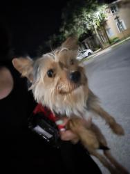 Found/Stray Male Dog last seen Seascape community around entrance , Homestead, FL 33035