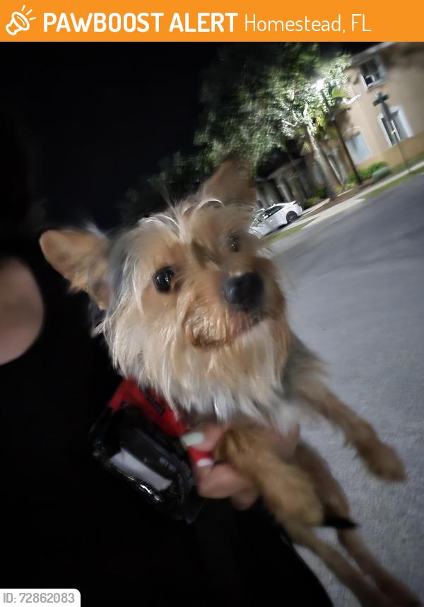 Found/Stray Male Dog last seen Seascape community around entrance , Homestead, FL 33035