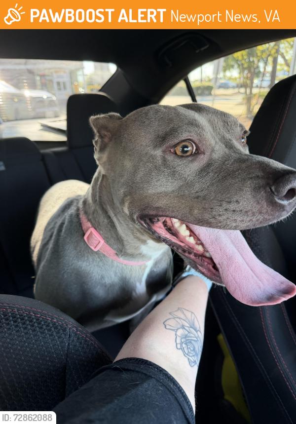 Found/Stray Female Dog last seen Found on the on ramp to 74, Newport News, VA 23601