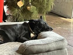 Lost Female Dog last seen Felixstow Reserve, Felixstow, SA 5070