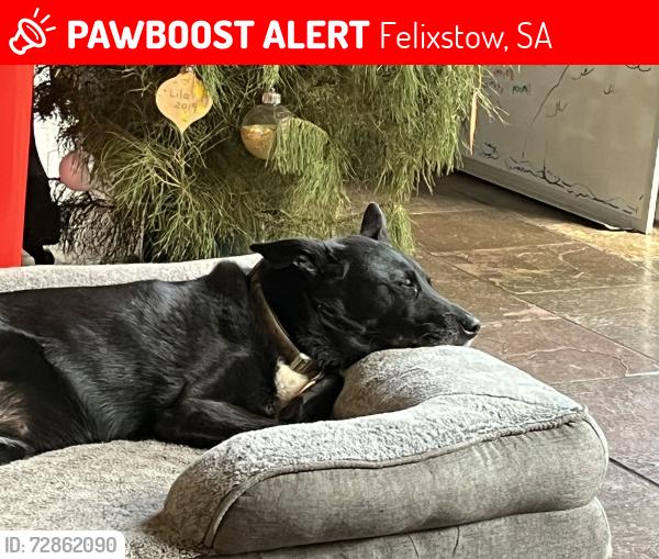 Lost Female Dog last seen Felixstow Reserve, Felixstow, SA 5070