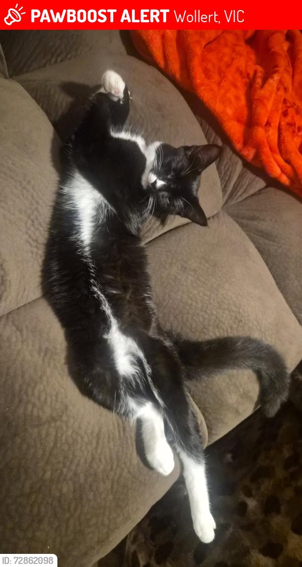 Lost Female Cat last seen Near IGA, Wollert, VIC 3750