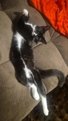 Lost Female Cat last seen Near IGA, Wollert, VIC 3750