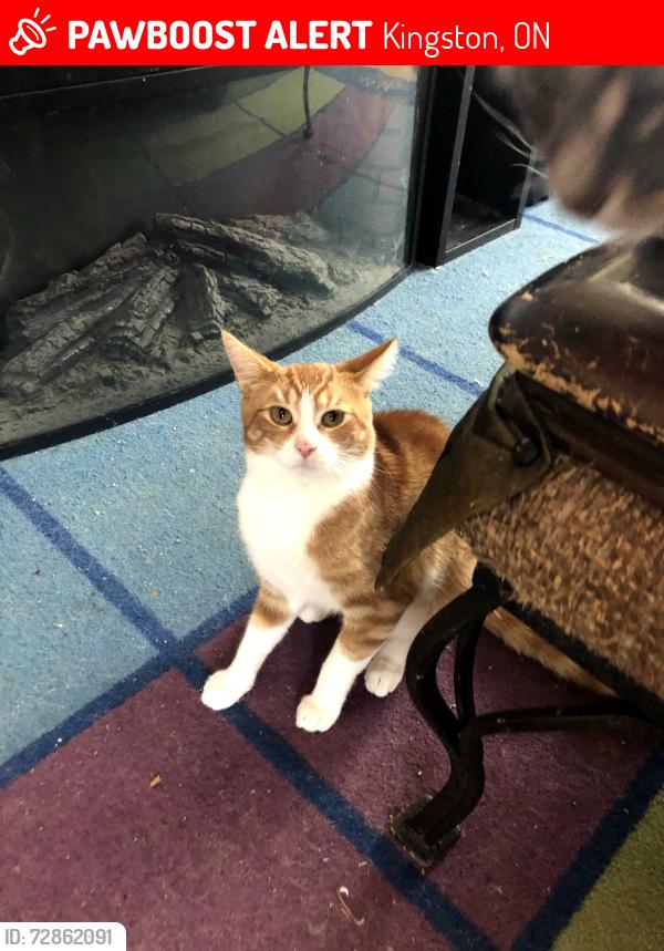 Lost Male Cat last seen Johnson & Mowat close to Portsmouth, Kingston, ON 