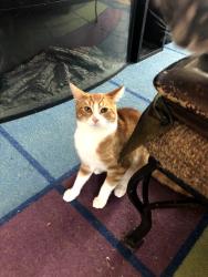 Lost Male Cat last seen Johnson & Mowat close to Portsmouth, Kingston, ON 