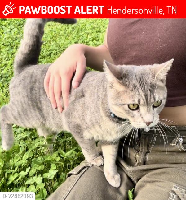 Lost Male Cat last seen Drakes Creek area, Hendersonville, TN 37075