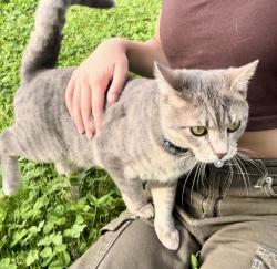 Lost Male Cat last seen Drakes Creek area, Hendersonville, TN 37075