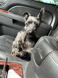 Found/Stray Male Dog last seen War acres , Warr Acres, OK 73122