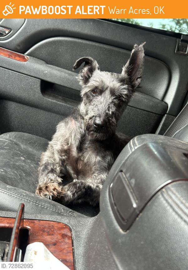 Found/Stray Male Dog last seen War acres , Warr Acres, OK 73122