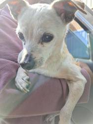 Found/Stray Unknown Dog last seen Thompson st, Oakland, CA 94601