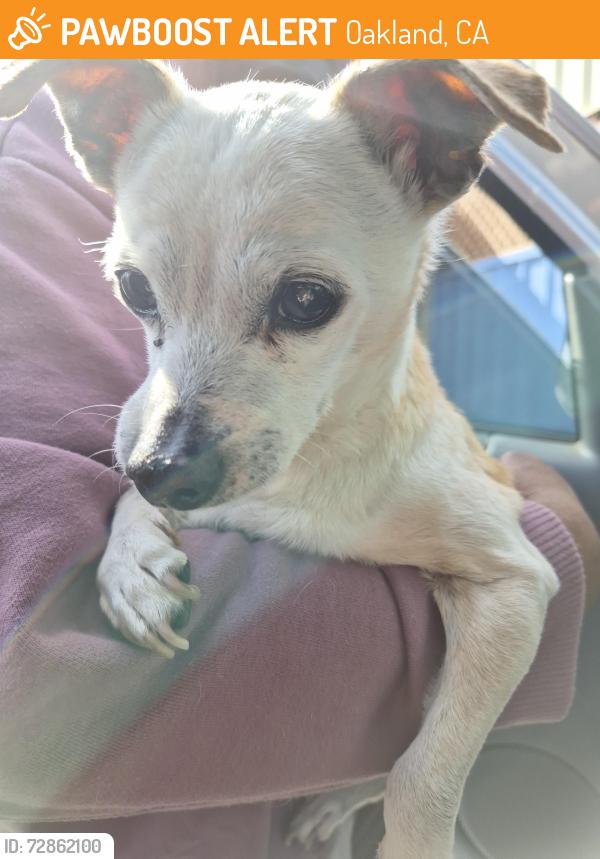 Found/Stray Unknown Dog last seen Thompson st, Oakland, CA 94601
