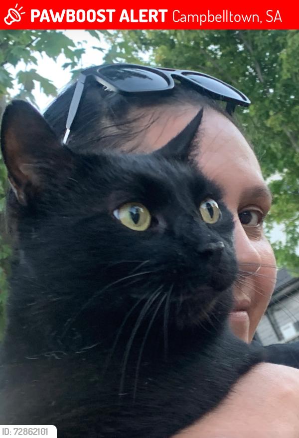 Lost Male Cat last seen Campbelltown monument , Campbelltown, SA 5074